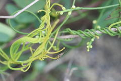 Cassytha filiformis